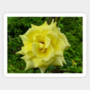 Yellow Rose Wild Sticker